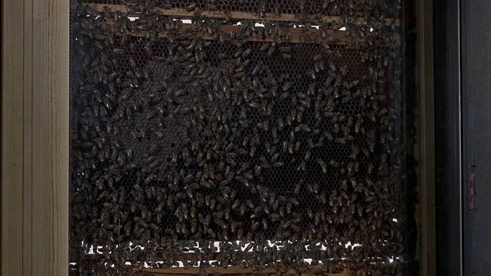 恐怖の昆虫殺人の画像