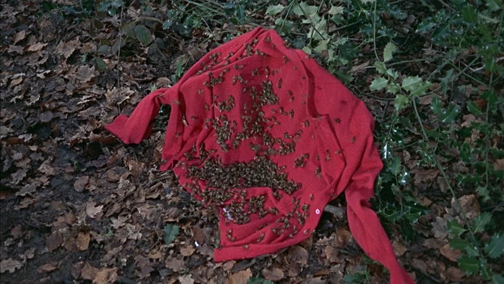 恐怖の昆虫殺人の画像