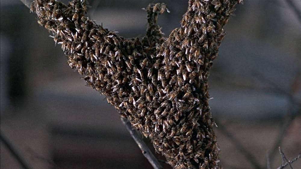 「恐怖の昆虫殺人」の画像
