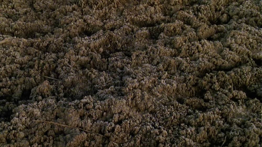 ウロボロスの画像