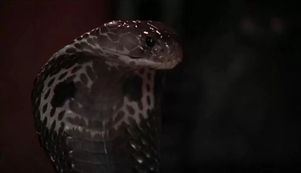 ヴァンパイア・イン・ブルックリンの画像