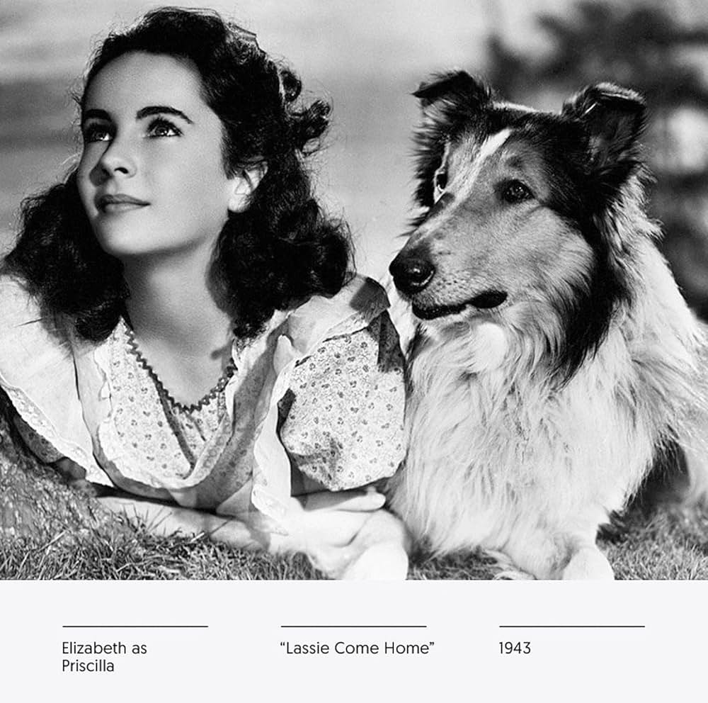 名犬ラッシー／家路の画像