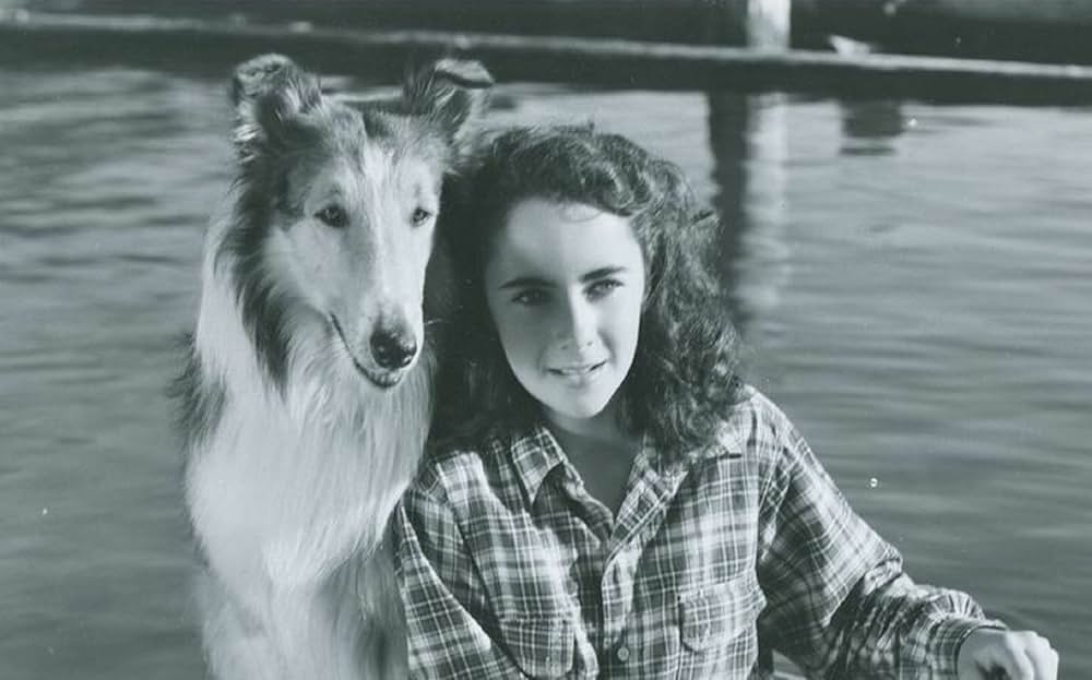 名犬ラッシー／家路の画像