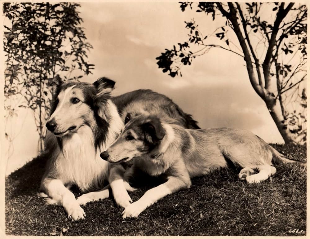 名犬ラッシー／家路の画像