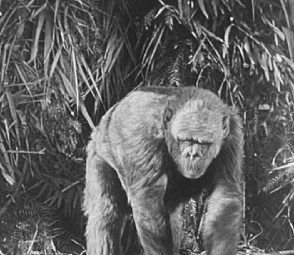 インガギの画像