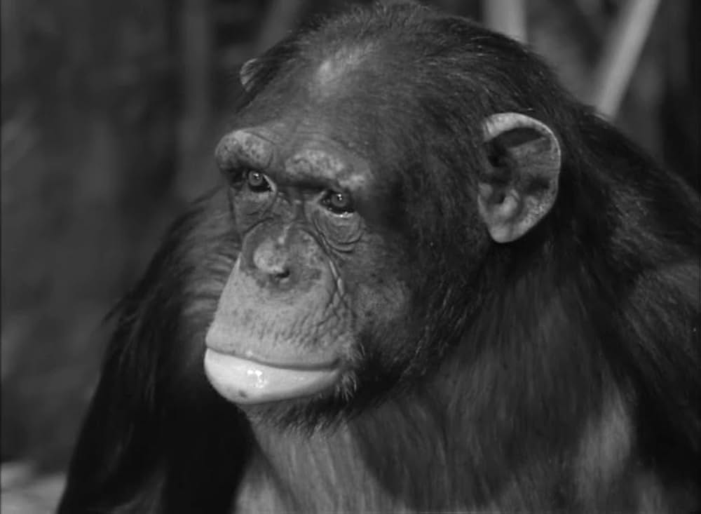 ターザンの猛襲の画像