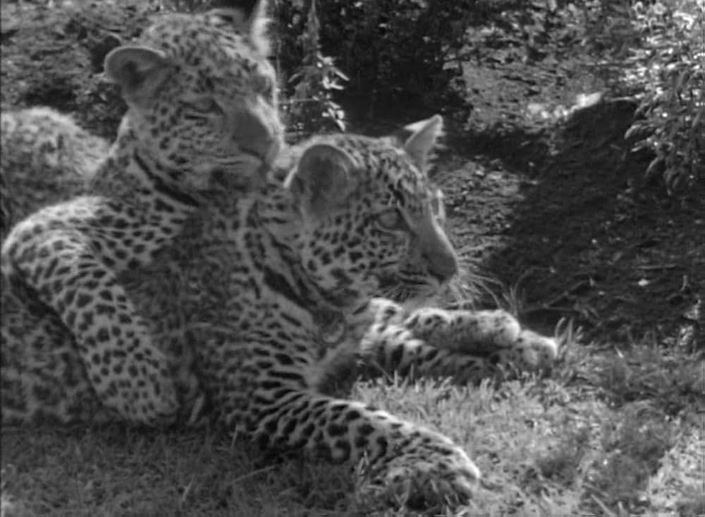 ターザンの猛襲の画像