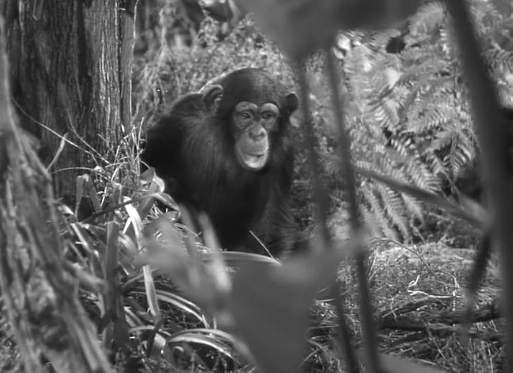 魔境のターザンの画像