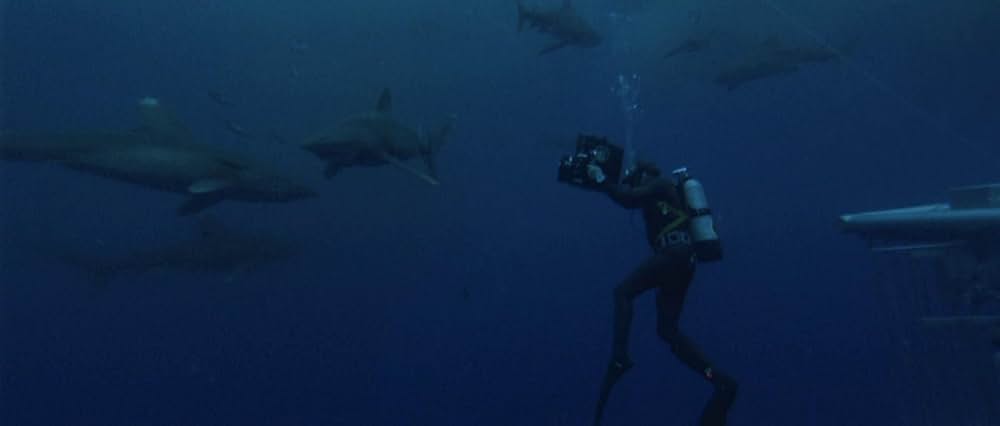 青い海と白い鮫の画像