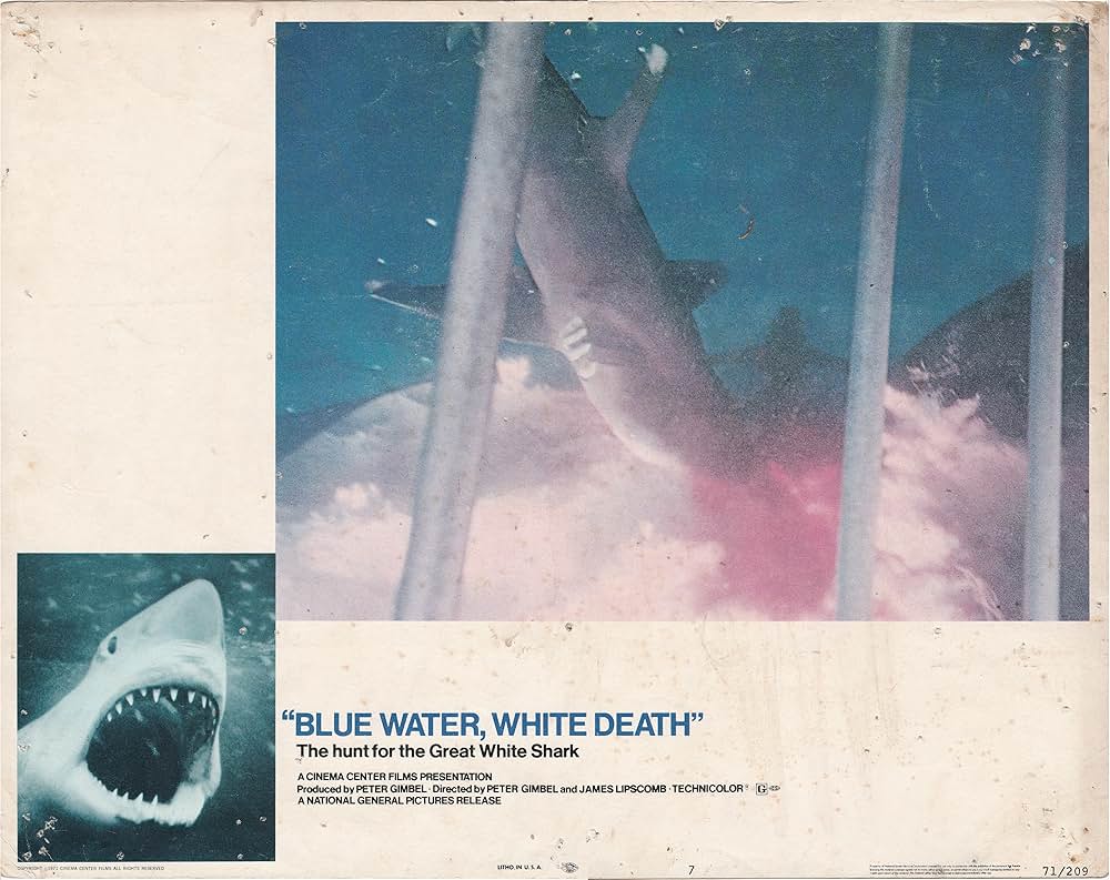 青い海と白い鮫の画像