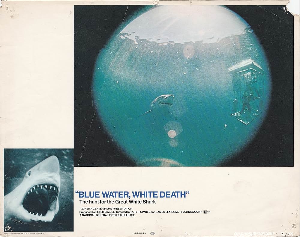 青い海と白い鮫の画像