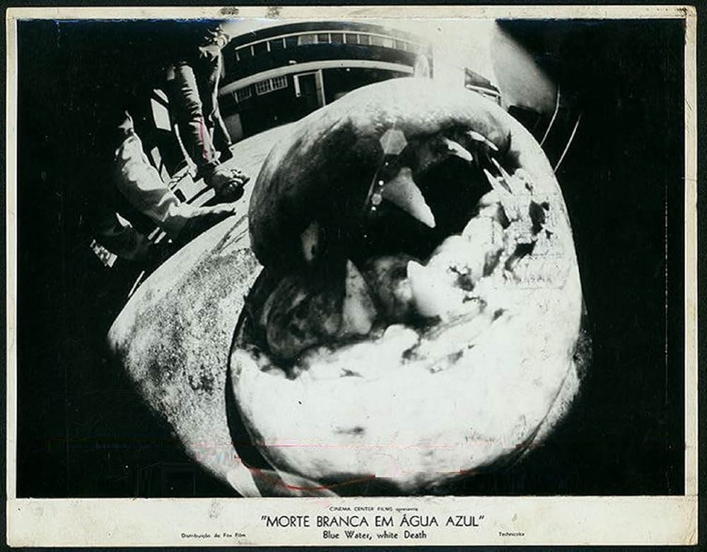 青い海と白い鮫の画像