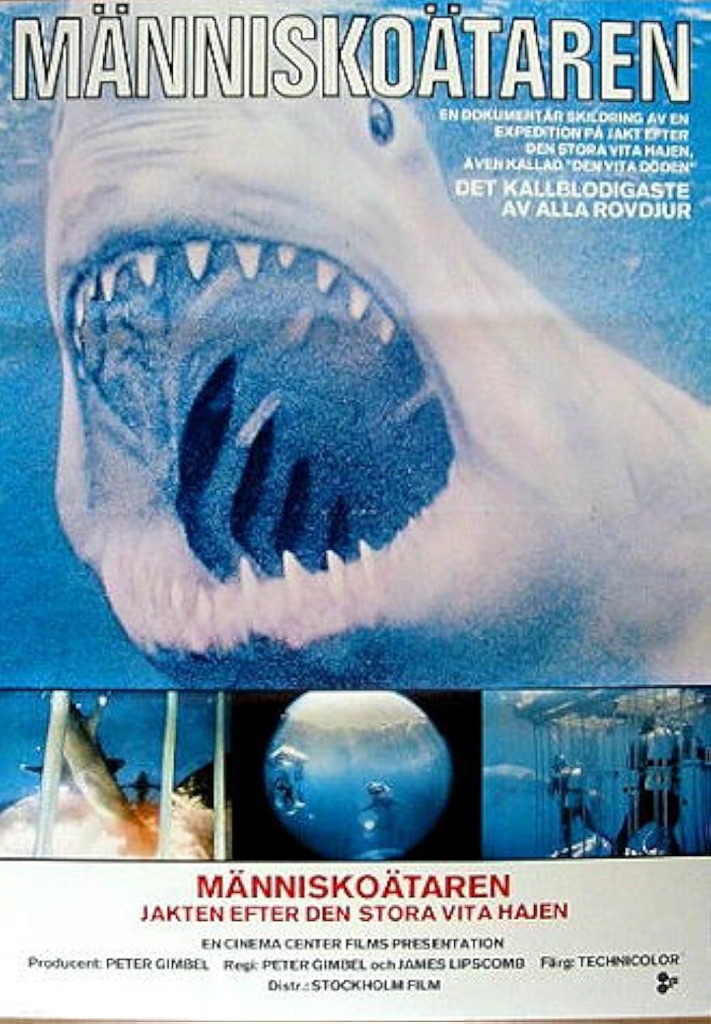 青い海と白い鮫の画像