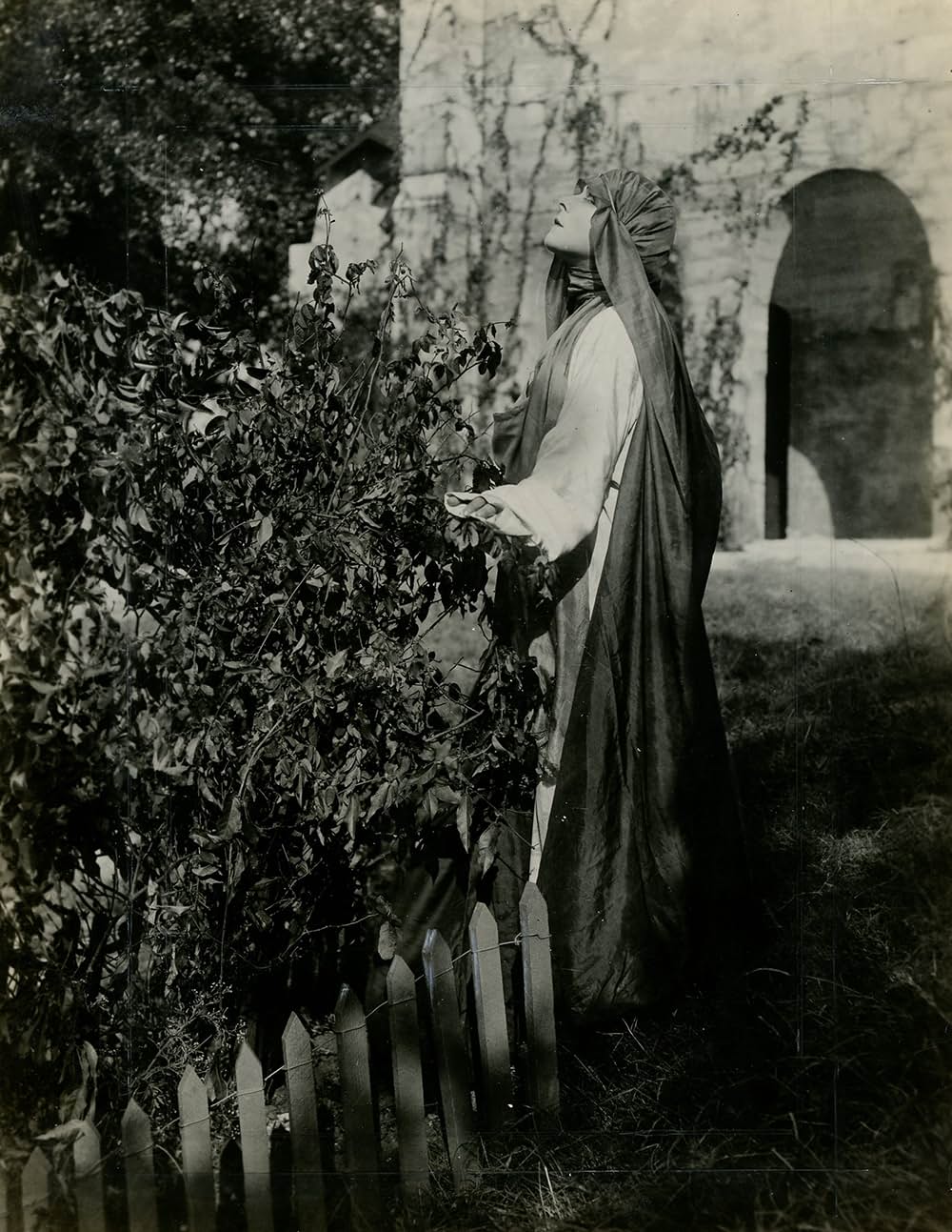 奇跡の薔薇の画像