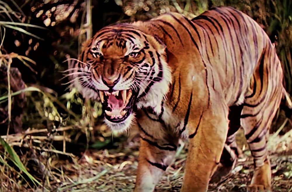 ジャングル・ブックの画像