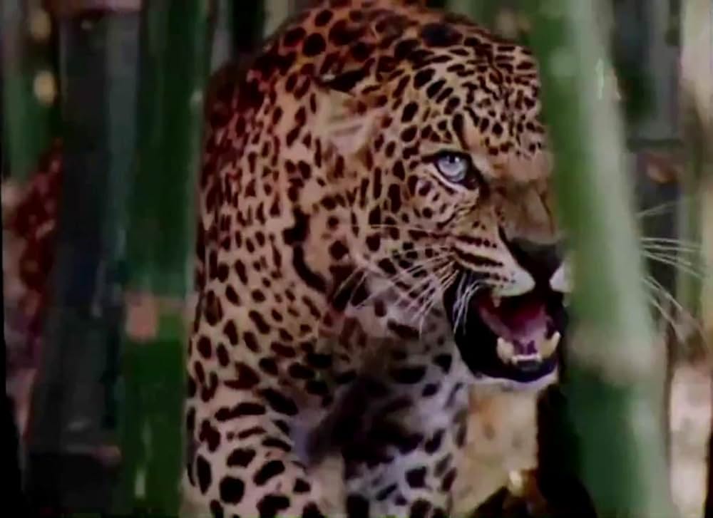 ジャングル・ブックの画像