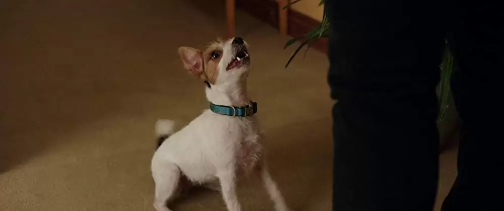 マイ・スパイの画像