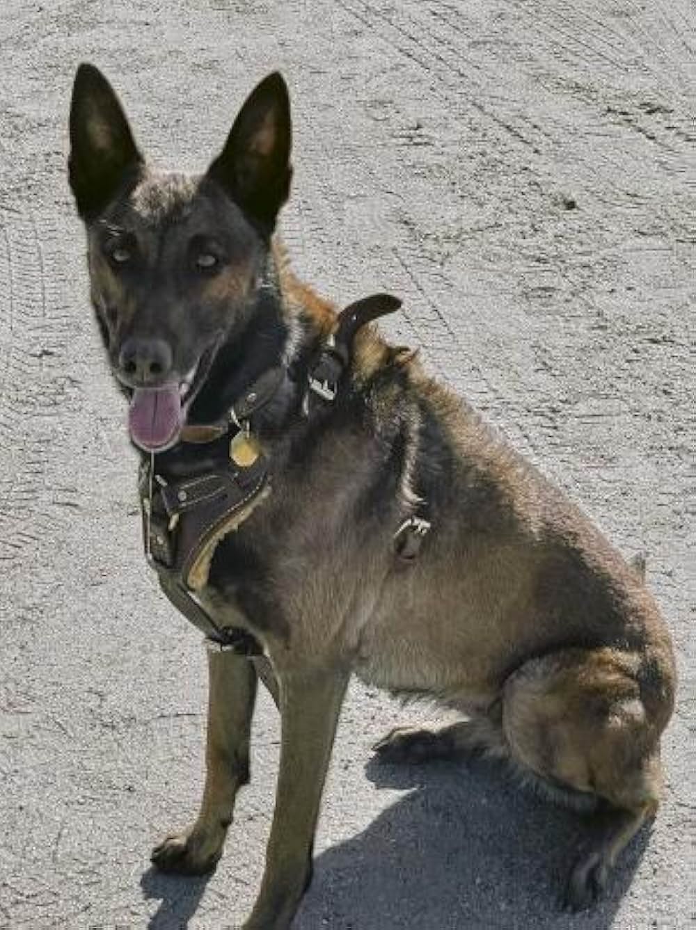 ワンダフル・ラブ 保護犬インディがつないだ恋の画像