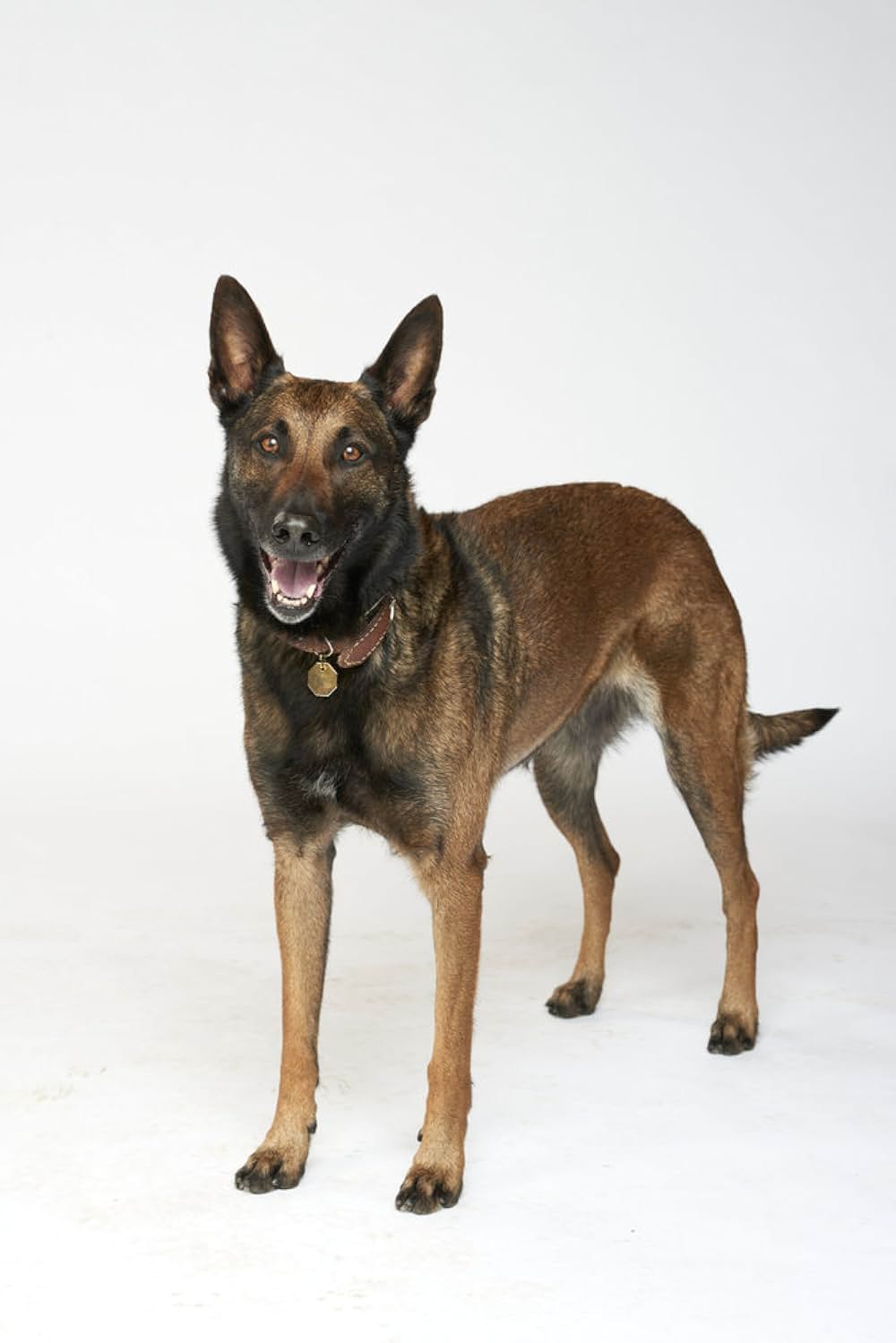 ワンダフル・ラブ 保護犬インディがつないだ恋の画像