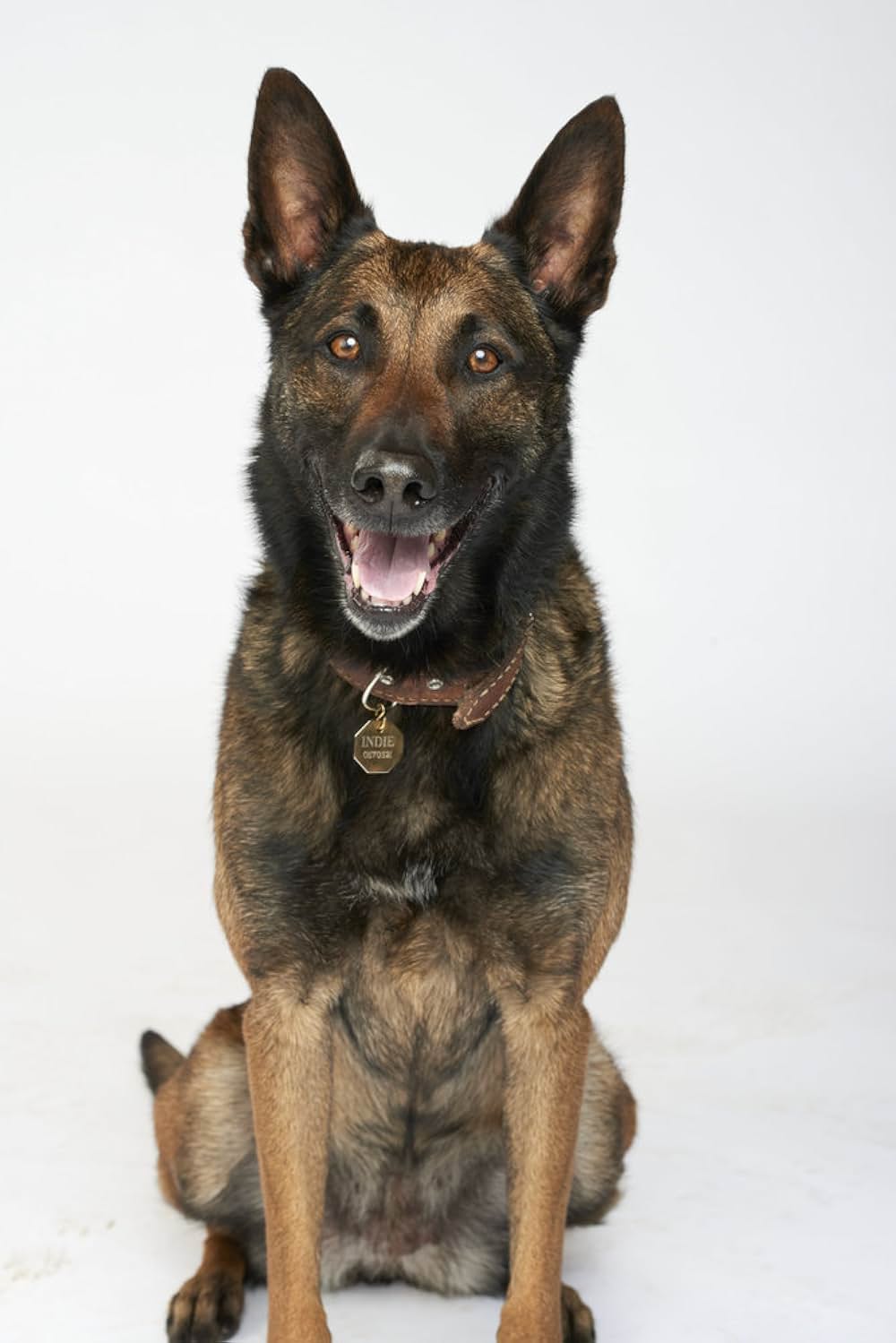 ワンダフル・ラブ 保護犬インディがつないだ恋の画像