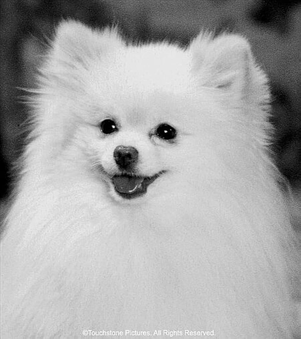 「ダブル・テイク」の画像