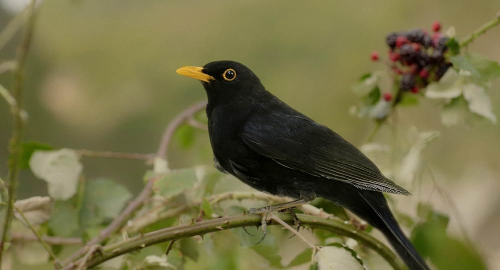 ブラックバード、ブラックベリー、私は私。／ブラックバード、ブラックバード、ブラックベリーの画像