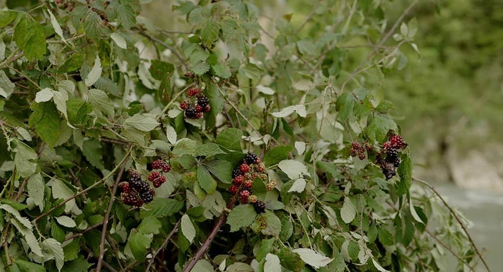 ブラックバード、ブラックベリー、私は私。／ブラックバード、ブラックバード、ブラックベリーの画像