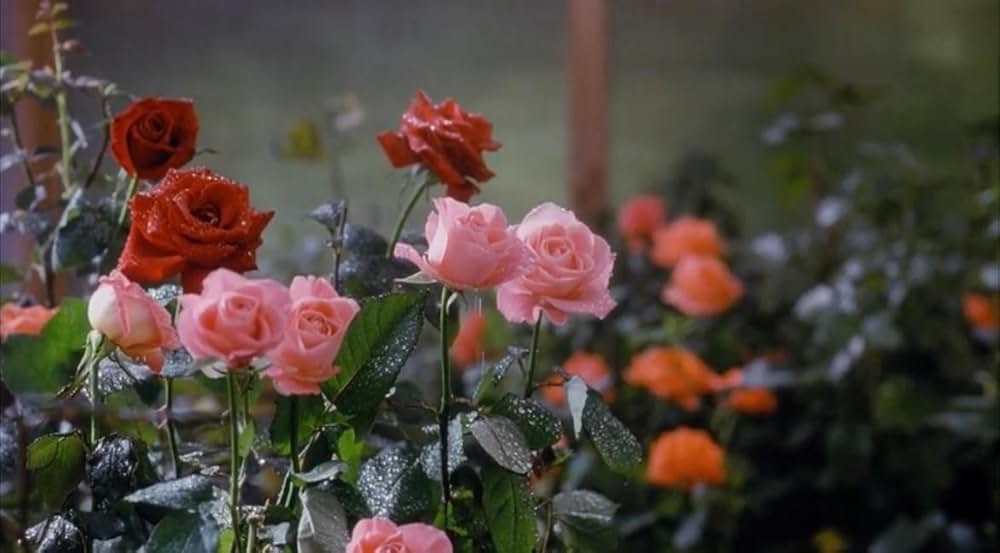 危険な薔薇の吐息の画像