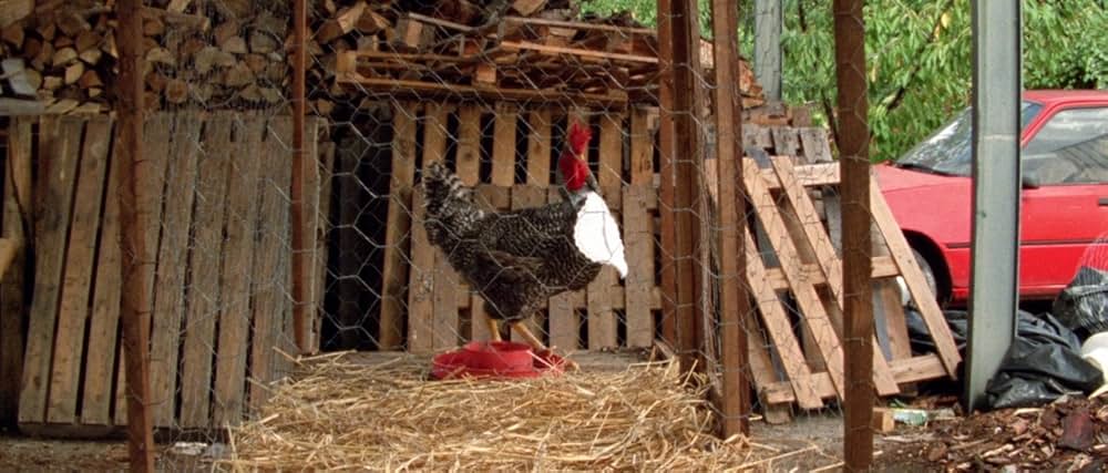 アラビアン・ナイト 第１部 休息のない人々の画像