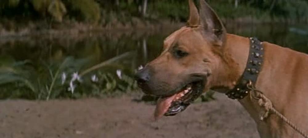 南海漂流／スイスファミリーロビンソンの画像