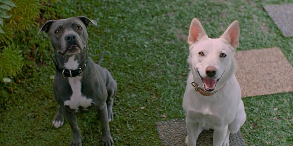 ジューン&コピの画像