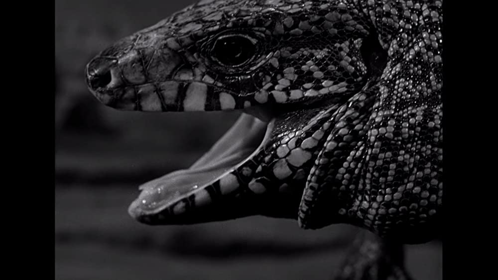 紀元前百万年の画像