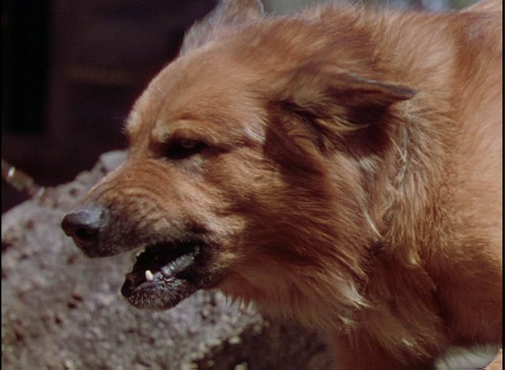 丘の羊飼いの画像