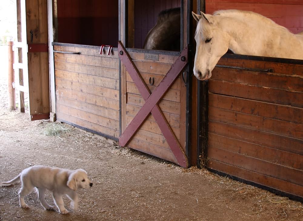 ロスト・バディー 迷子のベイリー大冒険の画像