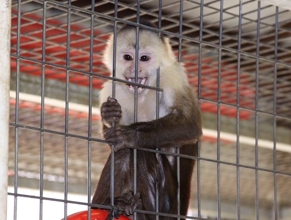 ロスト・バディー 迷子のベイリー大冒険の画像