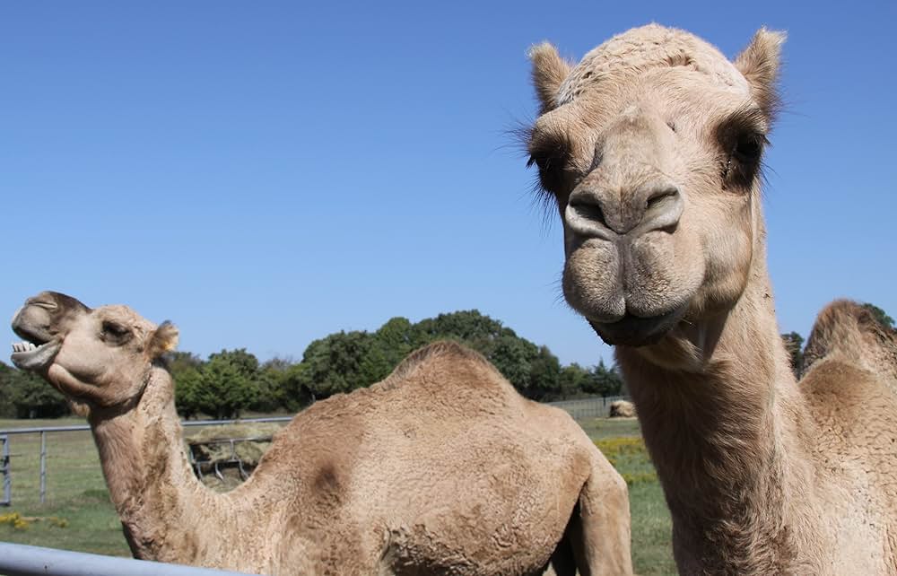 ロスト・バディー 迷子のベイリー大冒険の画像