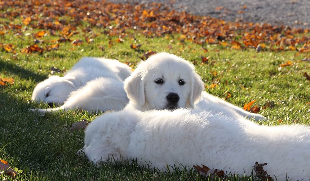 ロスト・バディー 迷子のベイリー大冒険の画像