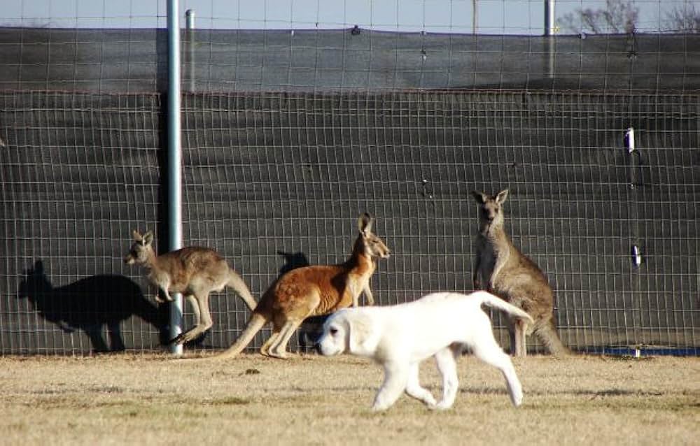 ロスト・バディー 迷子のベイリー大冒険の画像