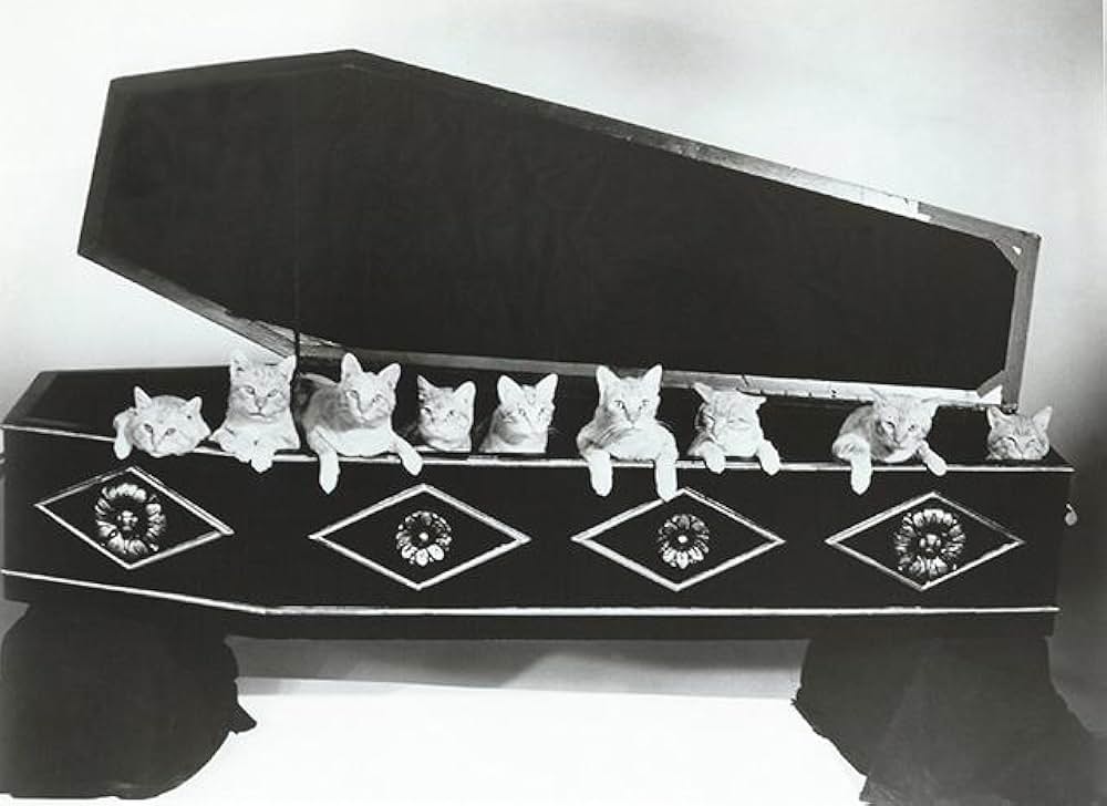 The Comedy of Terrors（原題）の画像