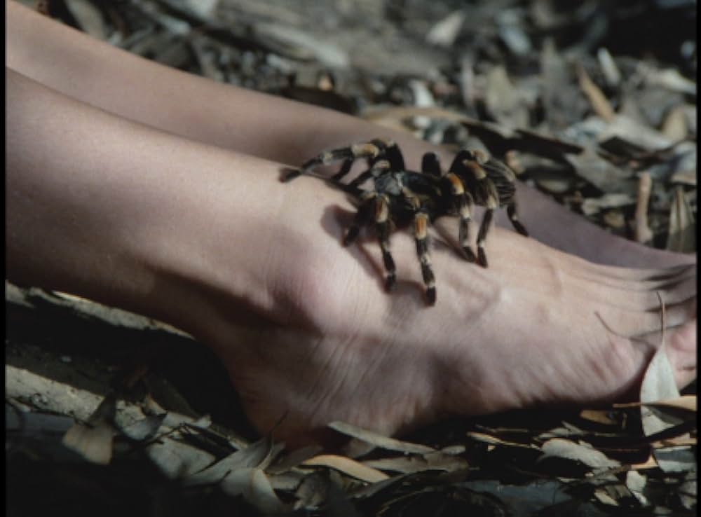 毒蜘蛛タランチュラ・死霊の群れの画像