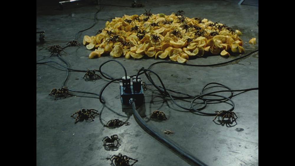 毒蜘蛛タランチュラ・死霊の群れの画像