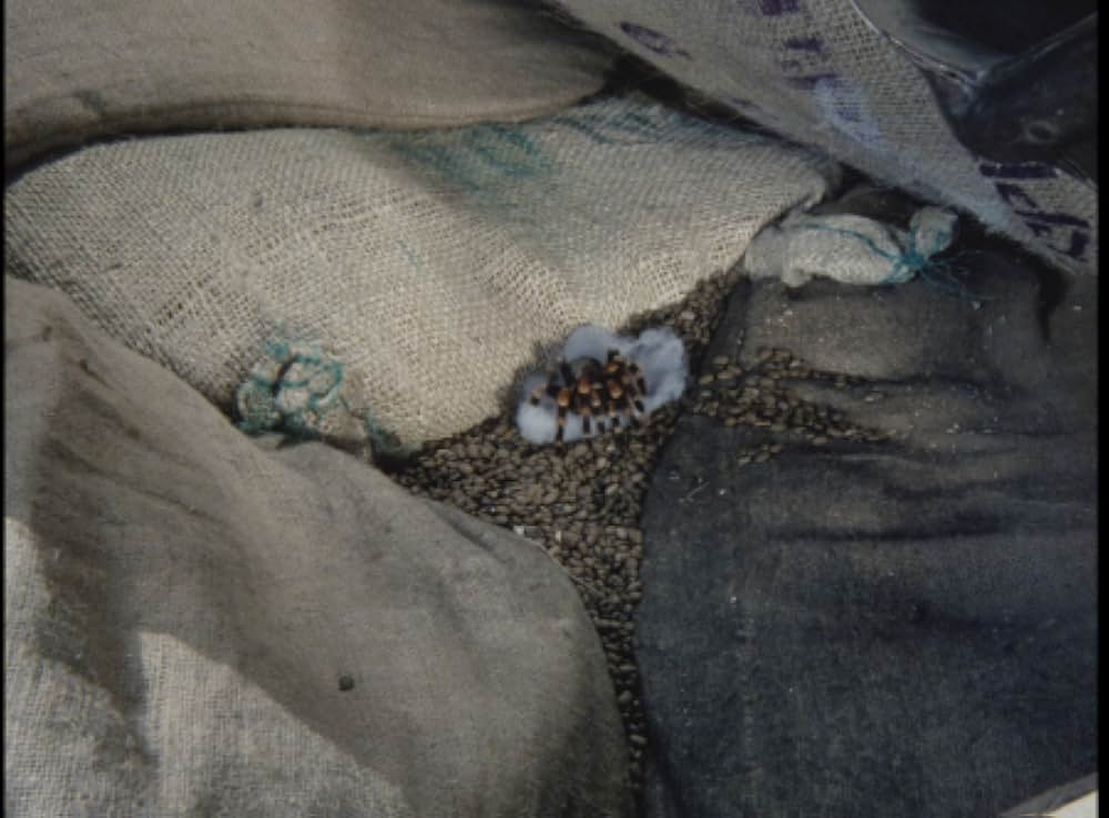 毒蜘蛛タランチュラ・死霊の群れの画像