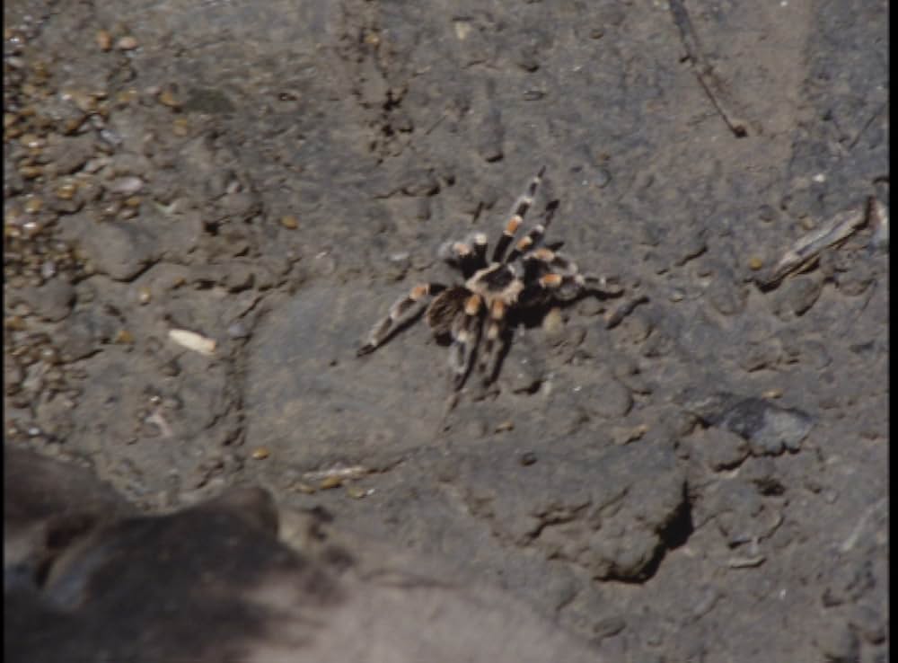 毒蜘蛛タランチュラ・死霊の群れの画像