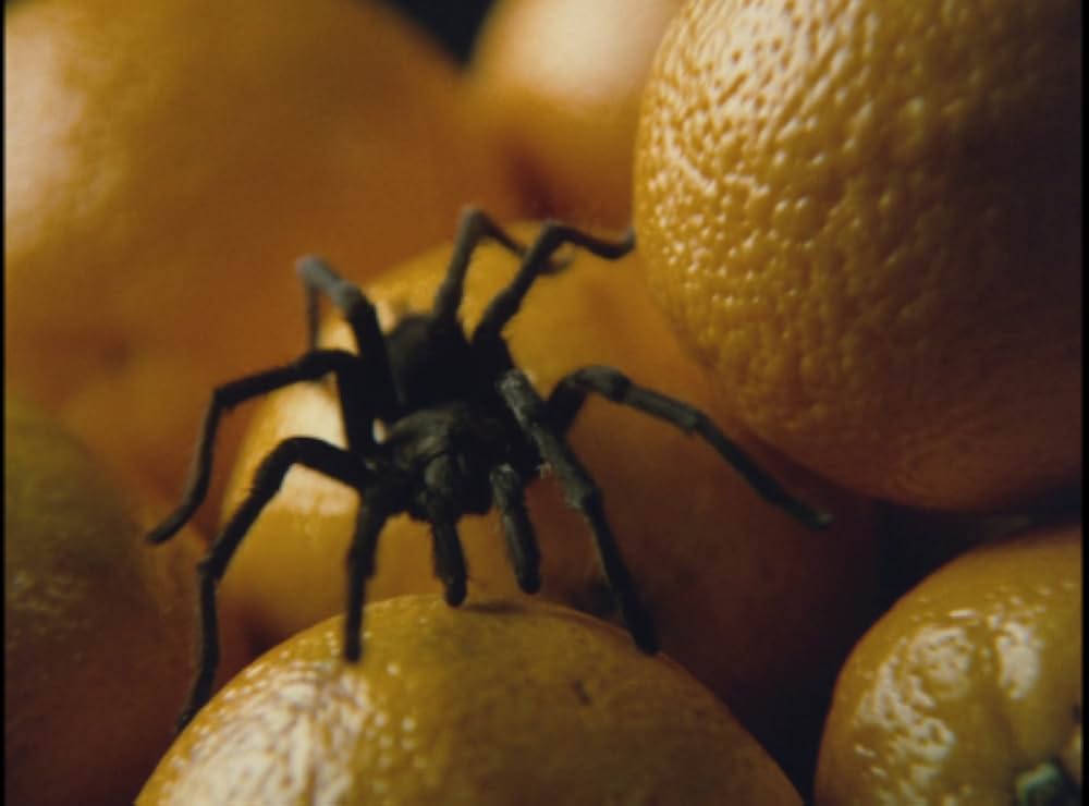 毒蜘蛛タランチュラ・死霊の群れの画像