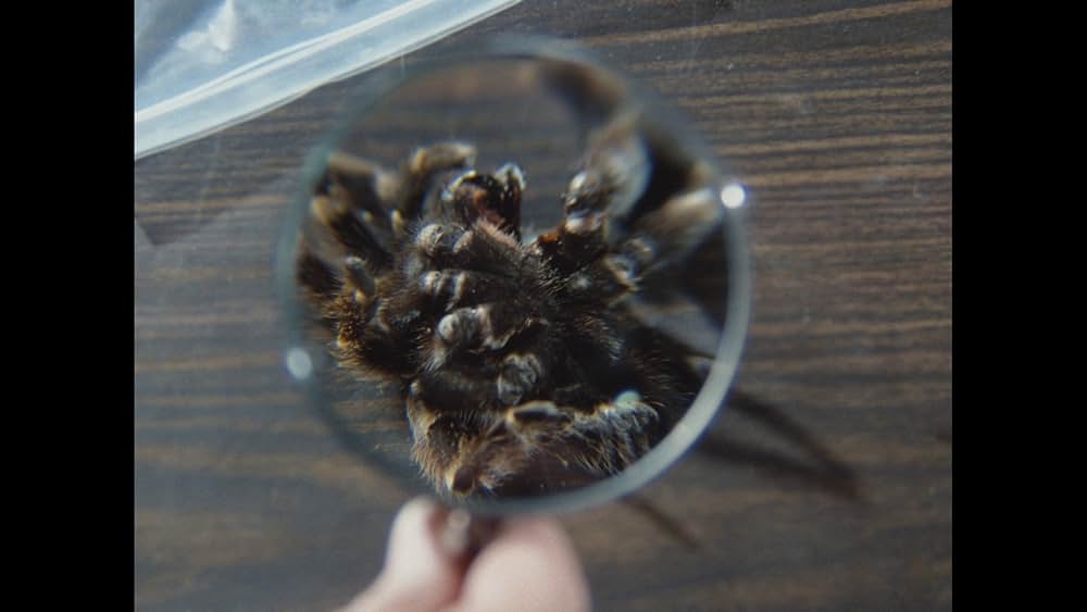 毒蜘蛛タランチュラ・死霊の群れの画像