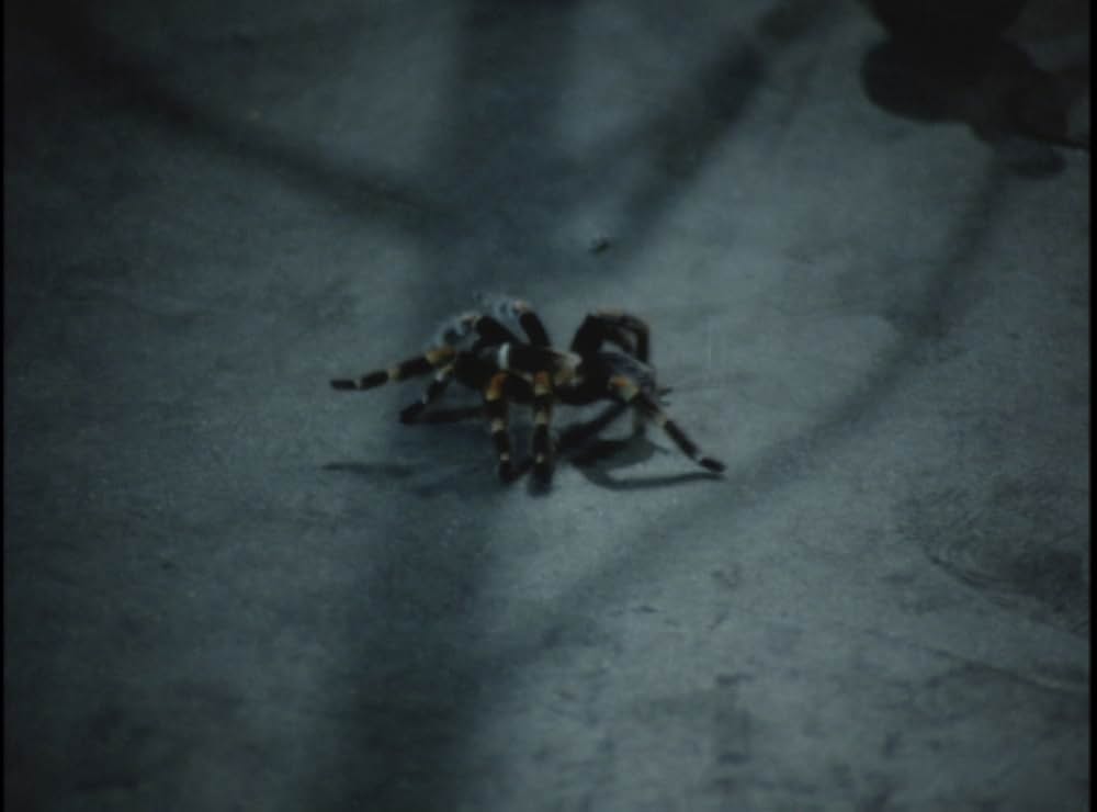 毒蜘蛛タランチュラ・死霊の群れの画像