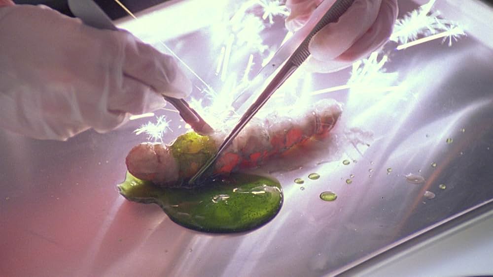 インセクトの画像