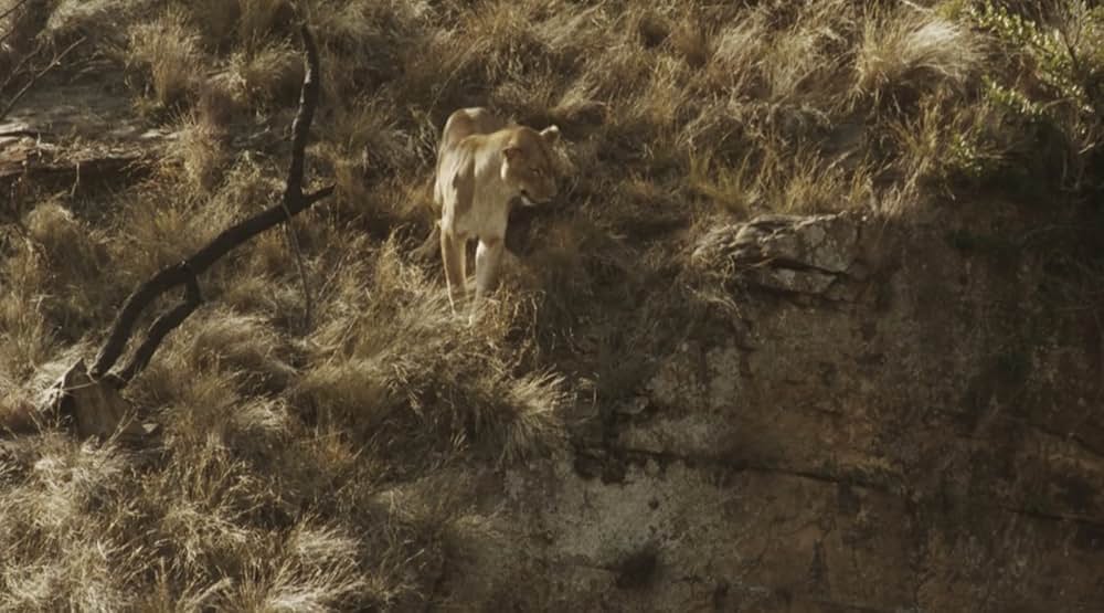 ジャングル・チェイスの画像