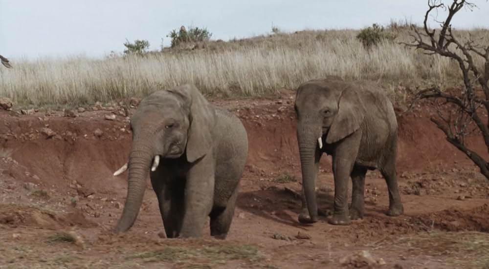 ジャングル・チェイスの画像