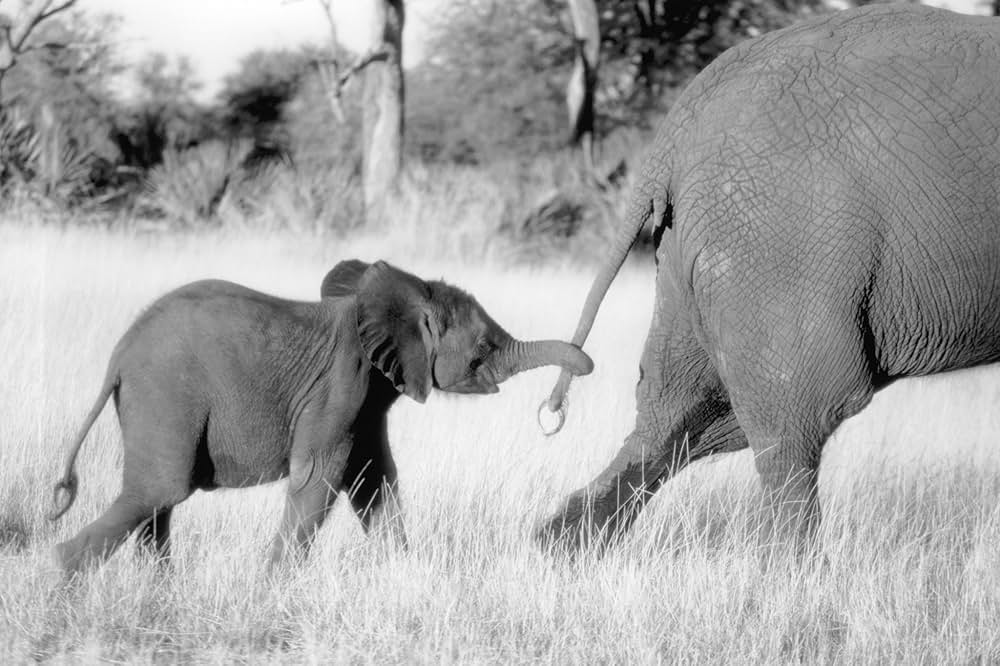 子象物語の画像